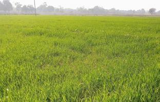 agriculture 