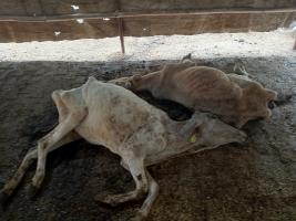 Cows