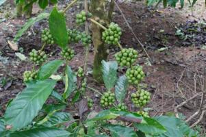 Cofee beans