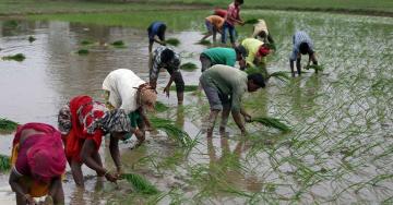 Agriculture