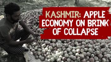  Kashmir’s apple industry