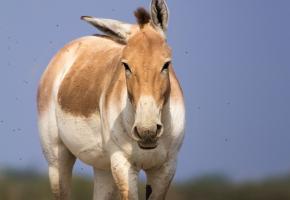 donkey