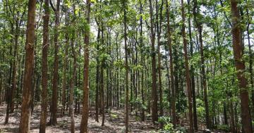 forest